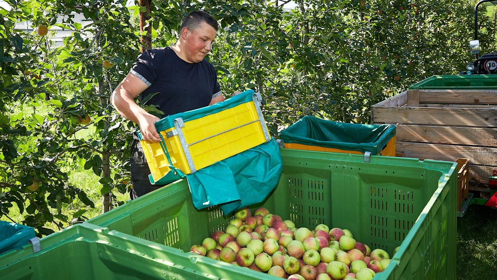 Mann in schwarzem T-Shirt hebt gelbe Kiste über grüne Obstkisten mit Äpfeln in einem Obstgarten.
