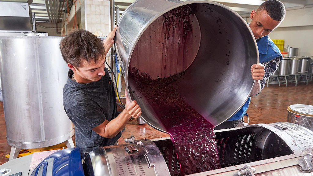 Zwei Personen kippen rote Trauben aus einem großen Edelstahltank in eine Maschine in einer Produktionshalle.