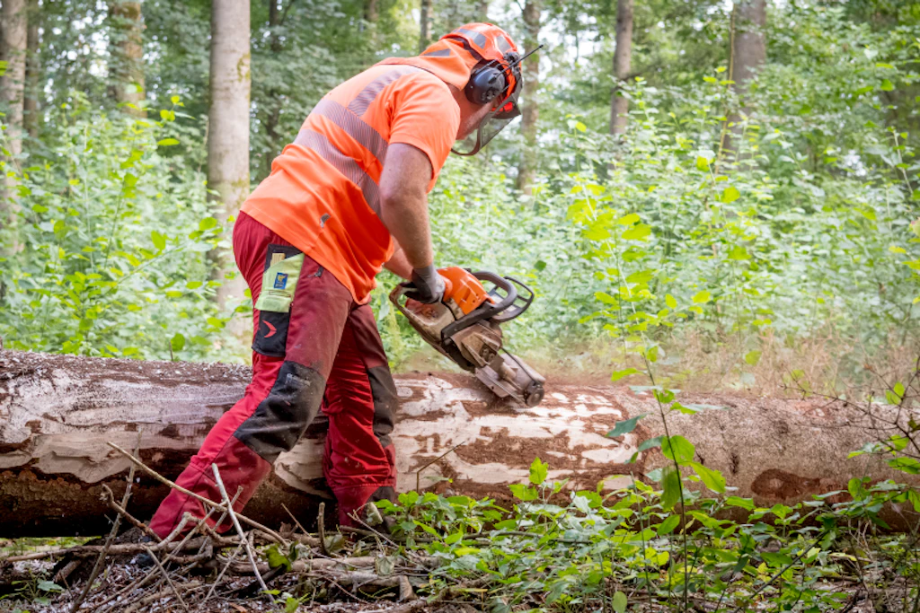 Persona con casco arancione, protezioni acustiche e gilet ad alta visibilità arancione utilizza una motosega su un tronco abbattuto nel bosco. Vegetazione fitta e fogliame verde circostante. Pantaloni da lavoro rossi con inserti riflettenti.