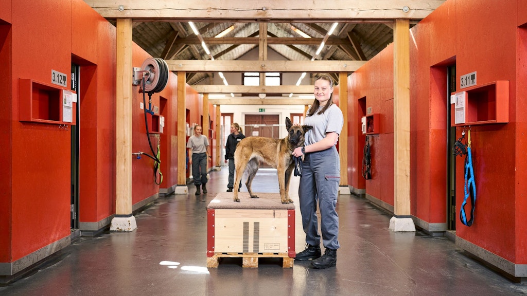 Cane in piedi su una cassa di legno in un corridoio di scuderia con box rossi, persona accanto che tiene il guinzaglio, altre persone sullo sfondo.