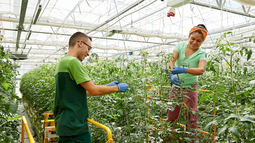 Due persone con abbigliamento da lavoro verde e guanti blu curano piante di pomodoro in una serra.